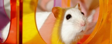 hamster qui joue dans une cage propre et saine 