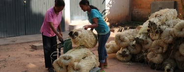 La Case Verte pesage de raphia