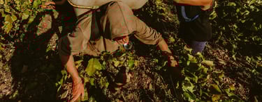 Vendanges des pinots noir