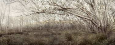 Ethereal landscape photography artwork by Martin Osner showing an abstract forest scene with layered tree branches