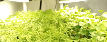 a picture of Early Greens microgreens nursery bed