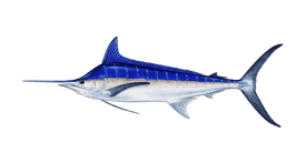 a blue marlin fish on a black background