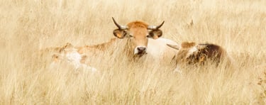 vaches Aubrac - Photo Art Grand format