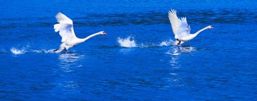 L'envol des Cygnes-Photo Art grand format
