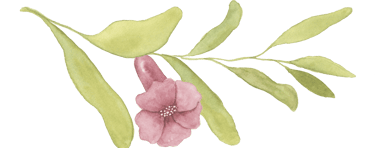 pomegranate flower on a stem with green leaves