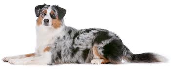 Australian Shepherd lying down
