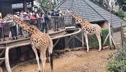 At Giraffes Center