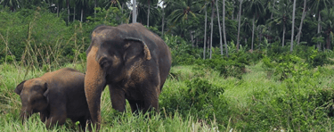 Elephant Home Samui Elefanten im Dschungel