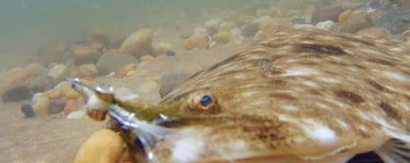 Clouser minnow fluke