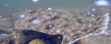 Fluke released
