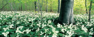 A forest of Trilliums observed while conducting an Environmental Impact Study in Southern Onta