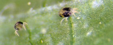 Spider Mite Treatment for Cedar Hedges in Gatineau. Protect Your Cedars from Mites.