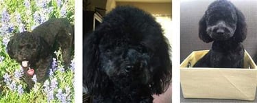 photo college black maltipoo