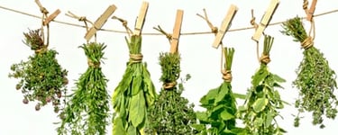 équilibre phytothérapie