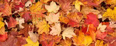 old leaves