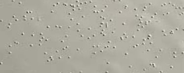 Sơn tĩnh điện bị châm kim