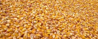 “Close-up macro shot of high-quality maize grains showing texture”