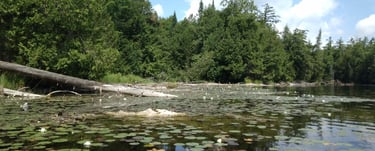 Shoreline image; environmental impact study in Trent Lakes, Peterborough.