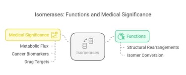 Isomerases: Functions & medical significance