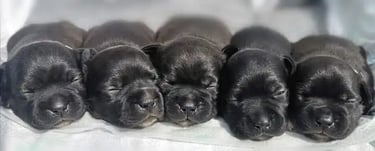 Cuccioli Staffy neri prima settimana di vita presso Allevamento Grecalestaffs Carlentini