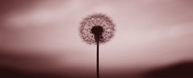 Image credit: Aleksandr Ledogorov from Unsplash