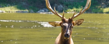 Un cerf qui sort de l'eau