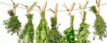 équilibre phytothérapie