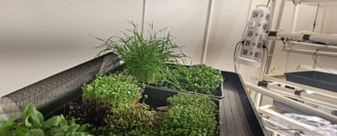 a picture of Early Greens microgreens nursery