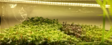 a picture of Early Greens microgreens nursery