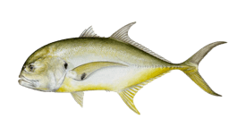 a fish that is standing up against a black background