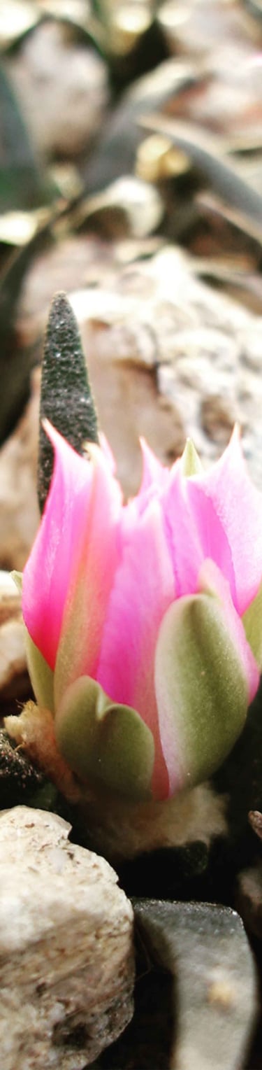 a cactus plant with pink flowers on rocks