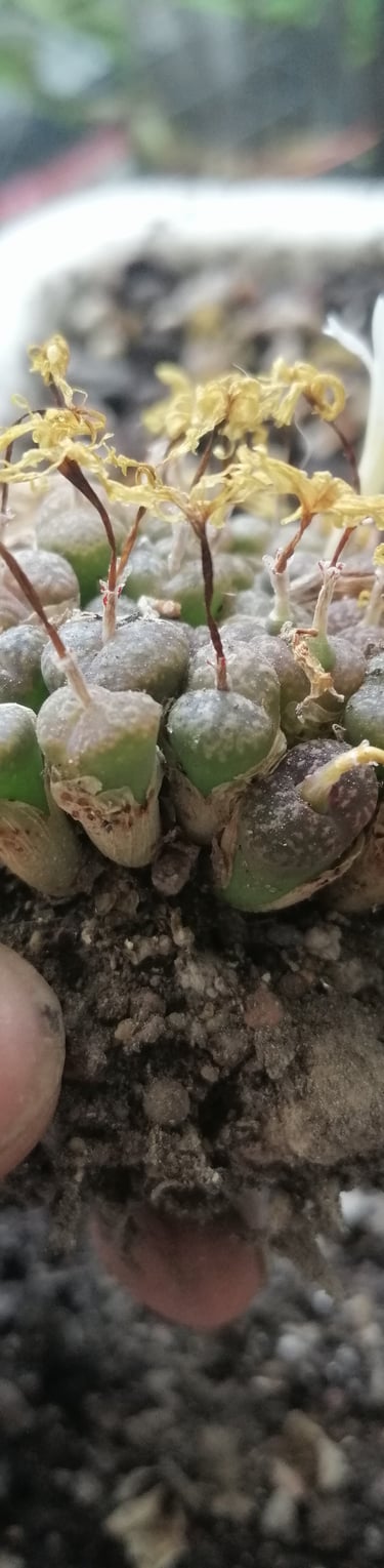 a person holding a small cactus plant in a pot