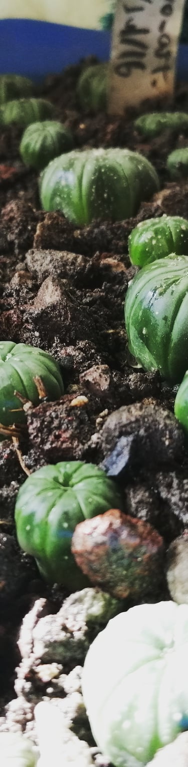 a bunch of green plants in a potted planter