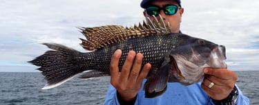 Large sea bass
