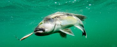 Large sea bass in Montauk, New York
