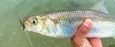 shad on the fly
