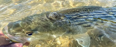 Catch and release striped bass