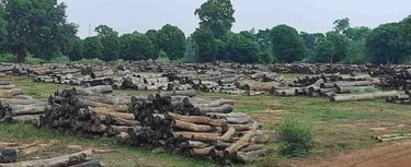 Natural Sal Wood Lumber from Indian Forests – Sustainable Hardwood Source
