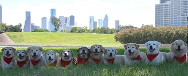 11 dogs in Houston Downtown Skyline park, off-leash down stay command, trained by Double Dog Dare