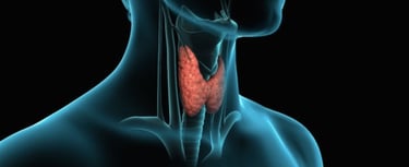 a human body with a highlighted in the upper part of the head and neck