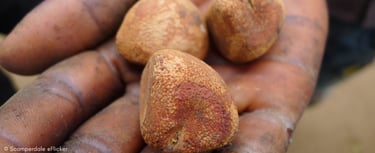 Graines de palmier touloucouna