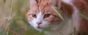 Un chat dans les herbes hautes
