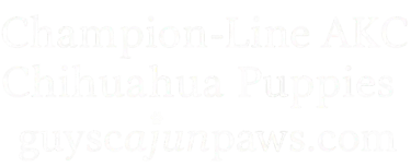 Ethical AKC Chihuahua breeding in Louisiana – Champion-line puppies from Guys Cajun Paws