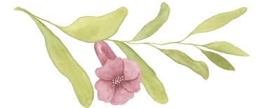 pomegranate flower on a stem with green leaves