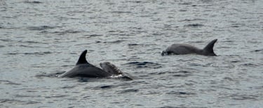 Delfin Delfinbaby Kvarner Bucht