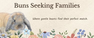 Hot Cross Buns Homestead Holland Lop rabbit banner with flowers and text ‘Buns Seeking Families’.