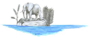Draw of an elephant in an island, by Blanca Moncunill-Solé CC BY-NC-ND 4.0