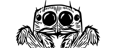 achat phidippus regius - kit phidippus regius - adoption phidippus