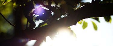 Tree branch with sunlight shining through, symbolizing a well workplace and a positive atmosphere.