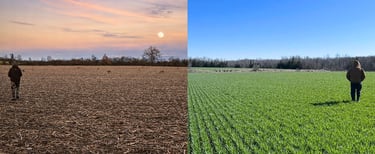 the founder walking through a corn stock field in the spring during the beginning of turkey season